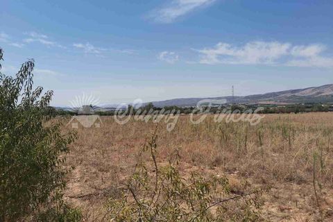 Terra a Biar, Alicante, Biar - € 125.000 | Ref: SF0426 - foto 3
